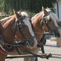 Bild 73