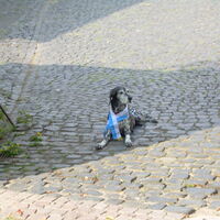 Bild 91